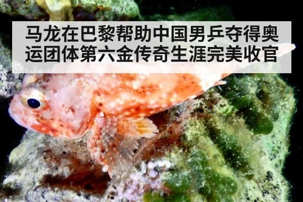 马龙在巴黎帮助中国男乒夺得奥运团体第六金传奇生涯完美收官